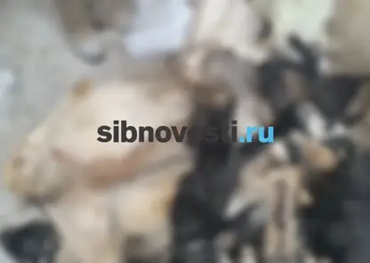 В Красноярском крае из-за самовольного захламления реки погибли 100 ягнят