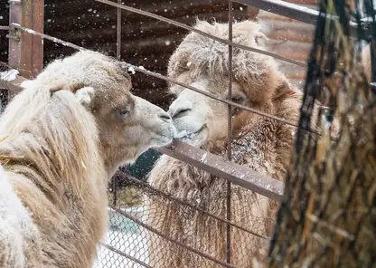 В красноярском парке «Роев ручей» начинается верблюжий роман