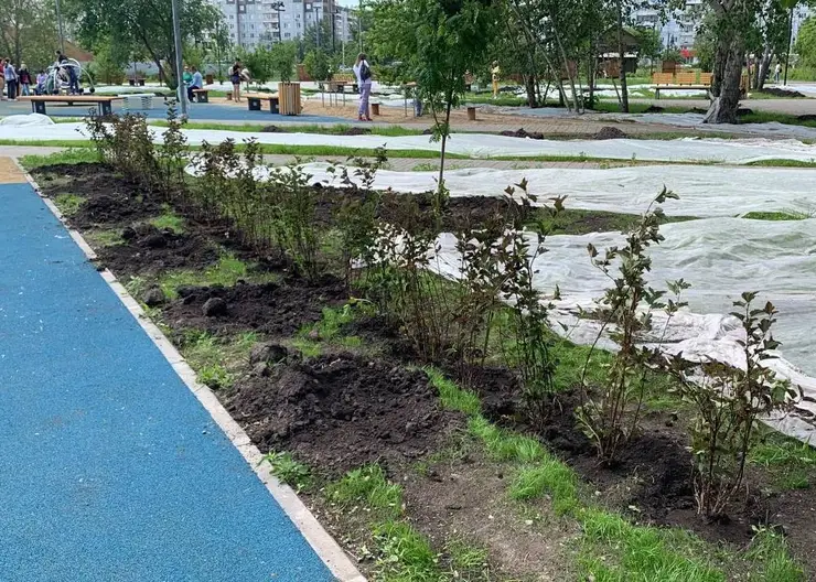 В Красноярске в сквере Казачий высадили рябины и кустарники