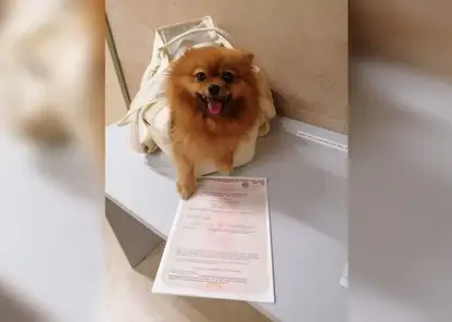 15 собак и 11 кошек вылетели из Красноярска за границу в октябре