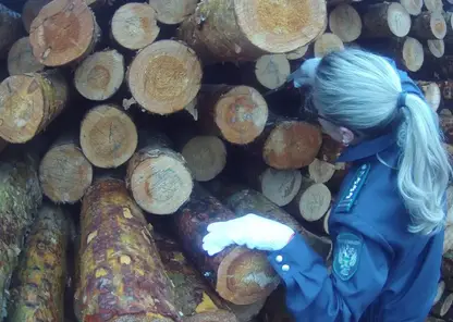 В Красноярском крае проверено свыше 6 млн кубометров древесины