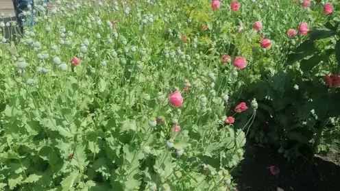 437 кустов мака: житель Красноярского края выращивал наркосодержащие растения под видом «пирожковой» добавки