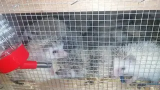 В Красноярск впервые прибыла партия из 300 карликовых ежей из Таиланда