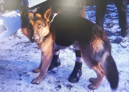 В Хакасии будут судить хозяйку собаки, искусавшей школьницу до тяжких травм