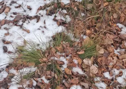 В нескольких регионах Сибири выпал первый снег