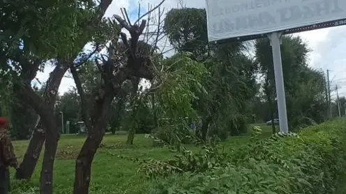 В Красноярске из-за рекламных щитов незаконно спилили деревья