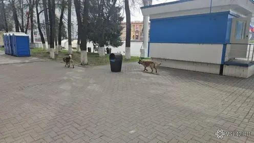 Бродячих собак заметили на площади Советов в Кемерове