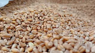 Алтайский край отправил в Китай 80 тысяч тонн зерна и масла в начале уборочной кампании