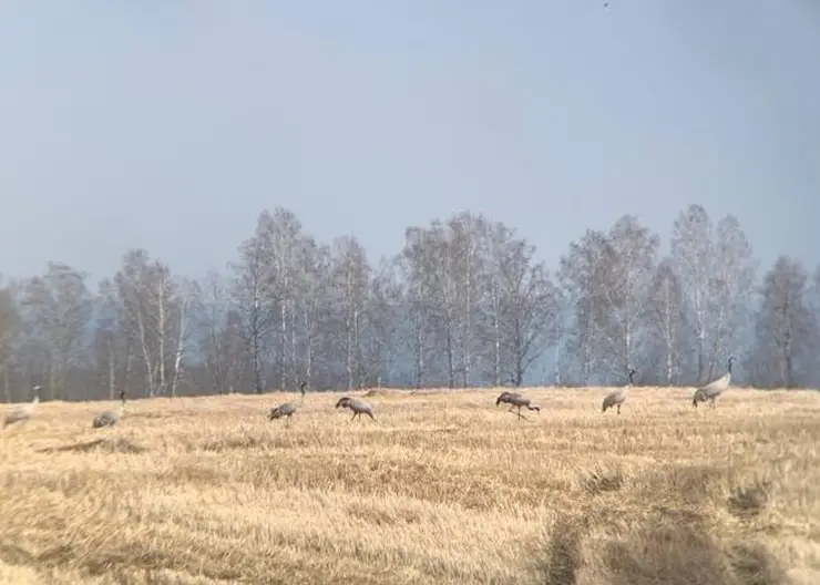 В Сухобузимский район прилетели журавли