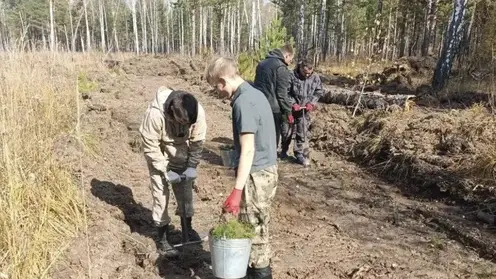 Более 11 млн хвойных деревьев высадят в лесах Красноярского края