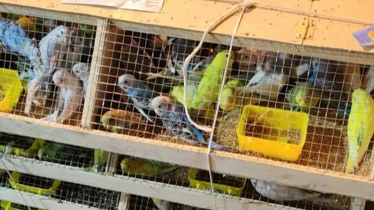 В Красноярске на карантин отправили новую партию попугаев из Киргизии