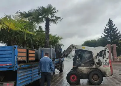 Экзотические растения с улиц Красноярска убирают на зимовку