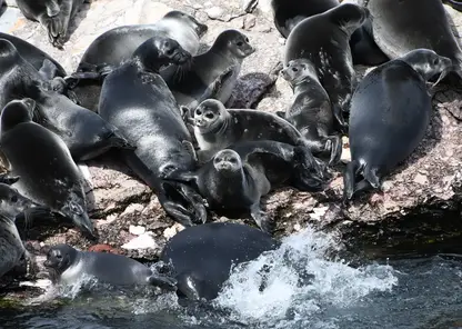 Наблюдения, дроны и спутники: ученые исследуют жизнь байкальской нерпы, чтобы спасти ее от человека