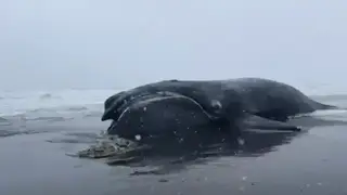 На Камчатке нашли мертвого японского кита