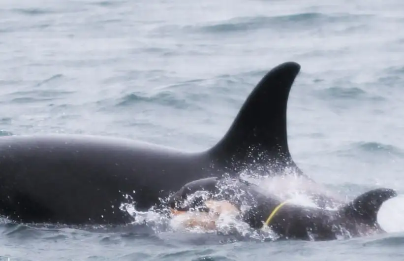 Фото: Дальневосточный проект по косаткам FEROP / Татьяна Ивкович