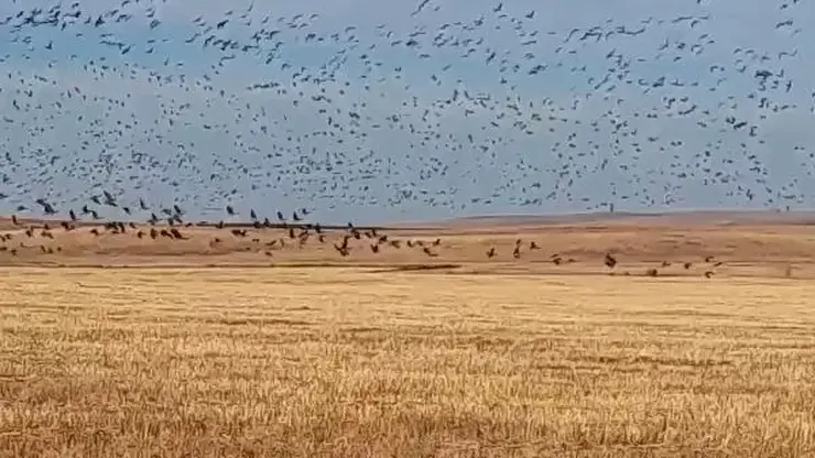 Гуся-гуменника убрали из Красной книги Забайкалья