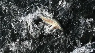 Прокуратура проверит гибель рыбы в реке Раздольная в Приморье Прокуратура проверит гибель рыбы в реке Раздольная в Приморье