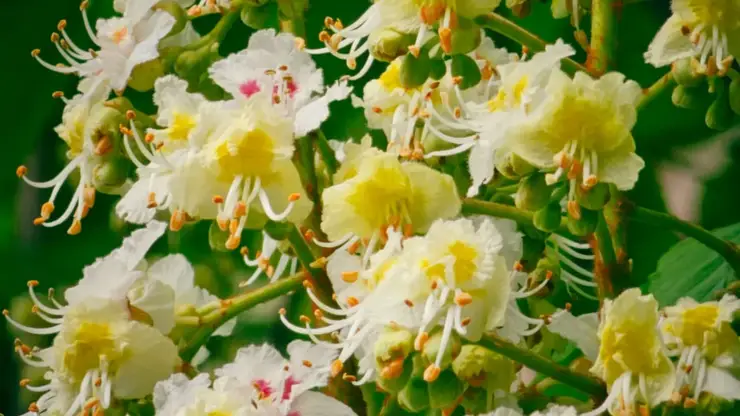 Чудо в сибирском климате: в Красноярске зацвели каштаны