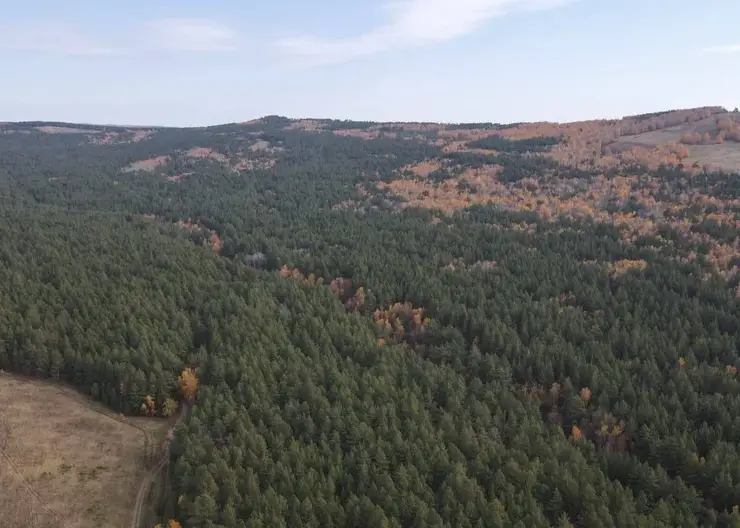 В Красноярском крае лесопереработчика оштрафовали на 58 млн за загрязнение почвы