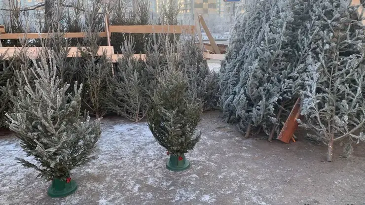 Стали известны даты открытия ёлочных базаров в Красноярске