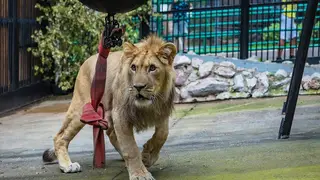 Красноярцам предлагают выбрать имя для львенка, недавно прибывшего в «Роев ручей»