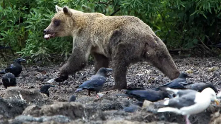 Медведь напал на группу людей на Сахалине: погибли двое (видео)