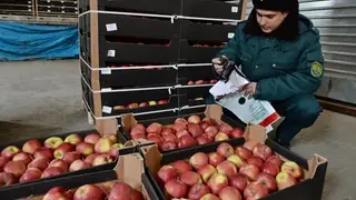 Карантинного вредителя обнаружили во фруктах, поступивших в Красноярский край из КНР