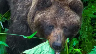 Комендантский час ввели в алтайском селе Яйлю из-за нашествия медведей Комендантский час ввели в алтайском селе Яйлю из-за нашествия медведей