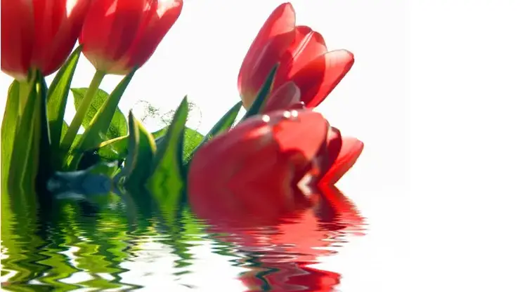 Как выбрать и сохранить букет. Красноярцам рассказали тюльпановые хитрости