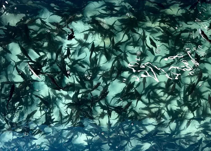 18 тысяч мальков стерляди выпустили в Иртыш в Омской области для восстановления популяции