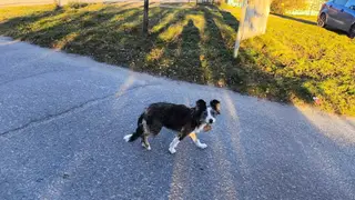 Бездомная собака напала на пенсионерку в Томской области: женщина требует компенсацию 200 тысяч рублей