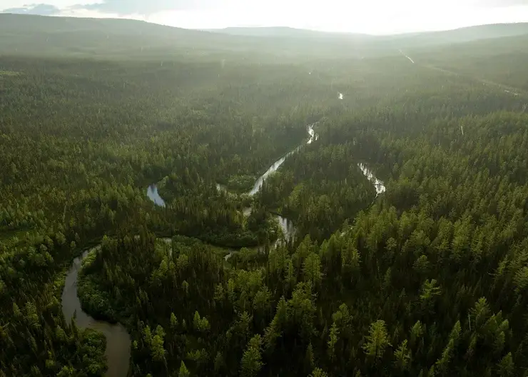 Около 500 тысяч сеянцев ели высадили нефтяники в Ачинском лесничестве в 2023 году