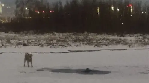 Красноярец провалился под лед в районе улицы Дубровинского, когда гулял с собакой