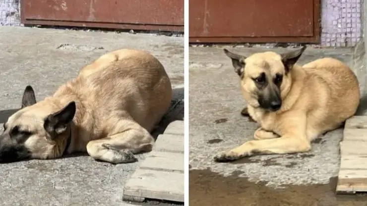 Собака покусала троих людей в ачинском приюте «Доброе сердце»
