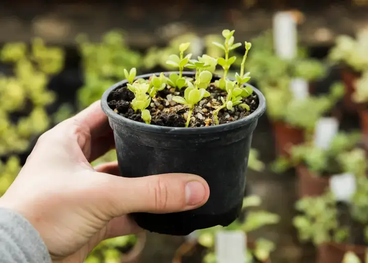 Специалисты рассказали, как красноярским дачникам подготовиться к сезону уже в марте