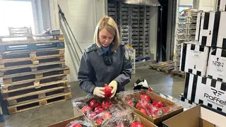 Партию зараженных паразитами гранатов едва не ввезли в Красноярск Партию зараженных паразитами гранатов едва не ввезли в Красноярск