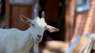 Красноярец требует вернуть 10 тысяч за козу, которая дала мало молока