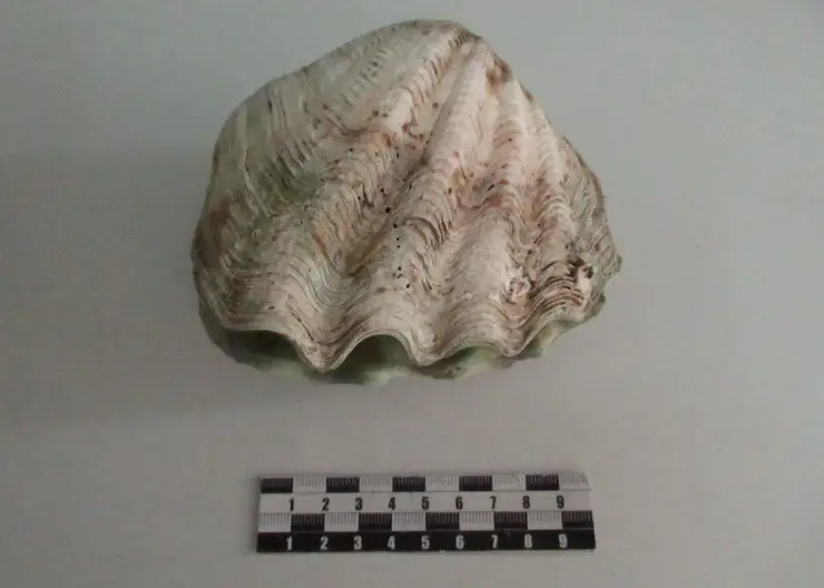 Редкую ракушку пытался вывезти турист из Таиланда в Барнаул