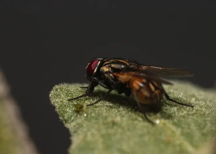 Опаснее клещей: ученый предупреждает россиян о насекомых-убийцах