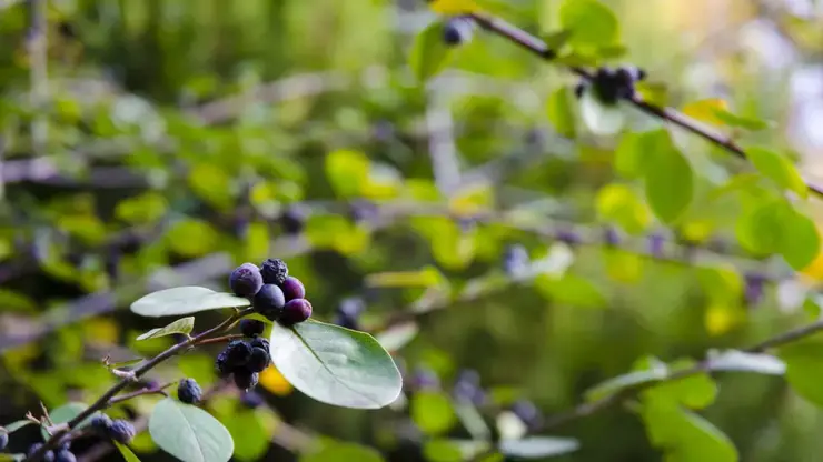 Эксперт назвал опасные ягоды, которые можно перепутать со смородиной или черникой