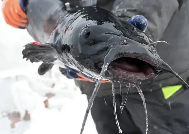 В Томской области возбудили дело о браконьерстве на 3,6 млн рублей