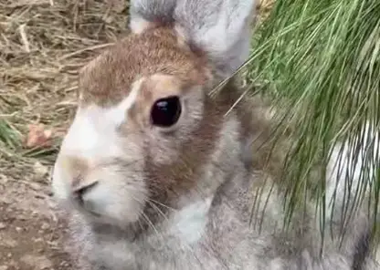 Заяц-беляк готовится к зиме и меняет шубку в  «Роевом Ручье»