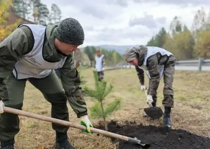 На месте свалки в Красноярском крае высадили 56 сосен