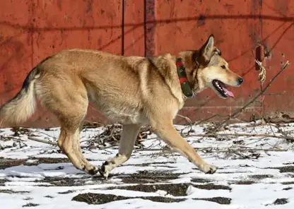 Бродячая собака напала на 7-летнюю девочку в хакасском Черногорске