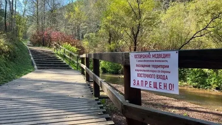 Группа туристов увидела медведя в нацпарке «Красноярские Столбы» и побоялась продолжать прогулку