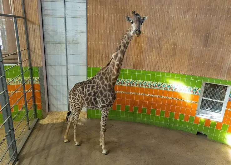 В «Роевом ручье» открыли вольер с жирафами после болезни одного из них