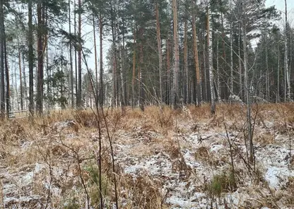 Директор лесхоза в Красноярском крае организовал незаконную вырубку на 117 миллионов рублей
