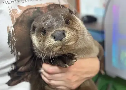 В Красноярске для выдры ищут бесплатную ночную няню, готовую к сильным укусам