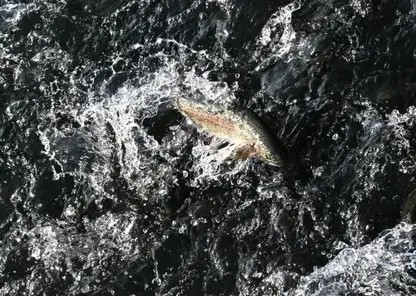 Прокуратура проверит гибель рыбы в реке Раздольная в Приморье