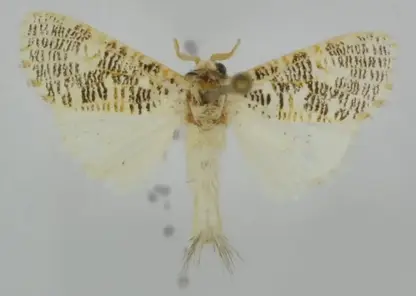 В честь томского учёного назвали новый вид тропических бабочек